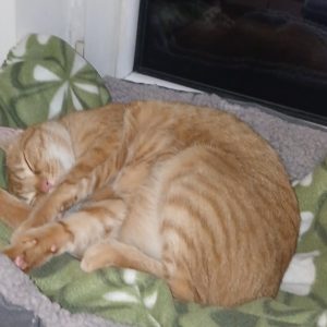 Pikolusia i Nuka (2)