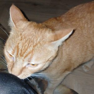 Pikolusia i Nuka (20)