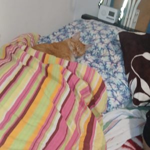 Pikolusia i Nuka (3)