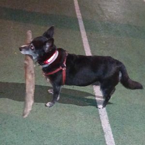 Pikolusia i Nuka (4)