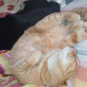 Pikolusia i Nuka (6)