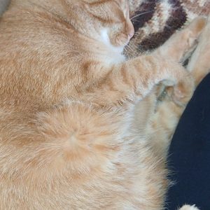 Pikolusia i Nuka (7)