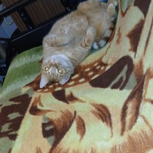 Pikolusia i Nuka (9)