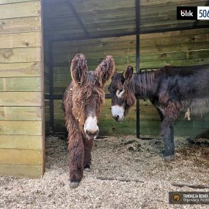 Pluszowy_osiolek (2)