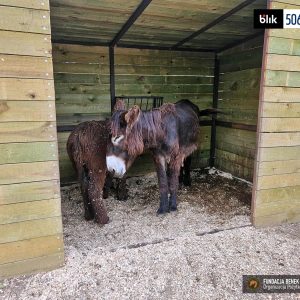 Pluszowy_osiolek (4)