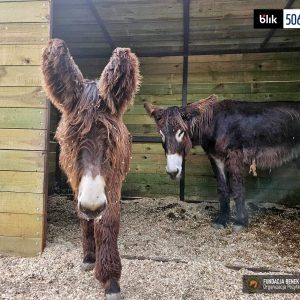 Pluszowy_osiolek (5)