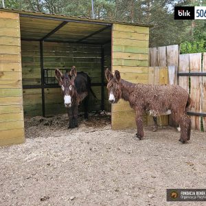 Pluszowy_osiolek (6)