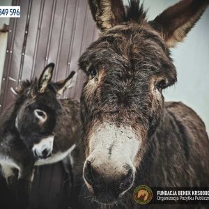 Puszkin i Orlik (1)