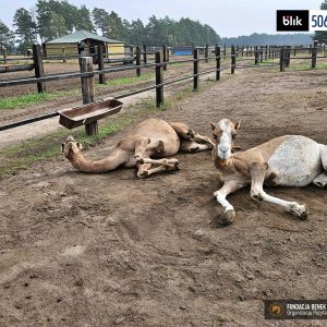 Tajga i Tundra wielblady (1)