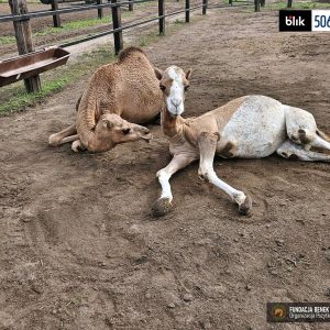 Tajga i Tundra wielblady (2)