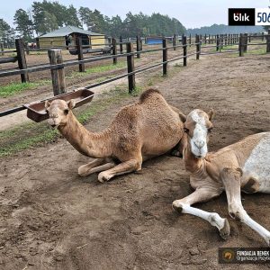 Tajga i Tundra wielblady (3)