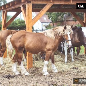 Timi_sierpien2025 (1)