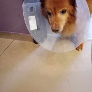 Tofik po operacji (1)