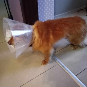 Tofik po operacji (2)