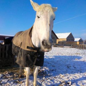 Tycjan (14)