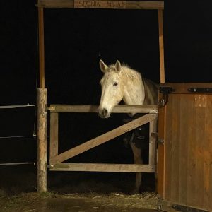 Tycjan (18)
