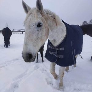 Tycjan (19)