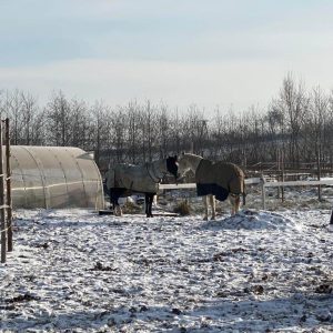 Tycjan (2)