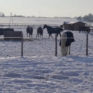 Tycjan (7)