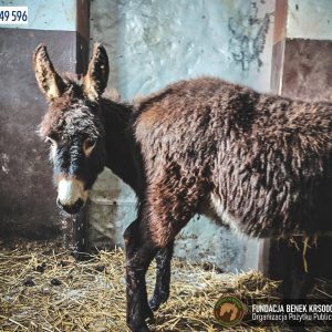 Tysio i Mały osiołki Fundacja BENEK (2)
