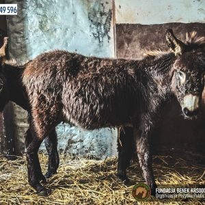 Tysio i Mały osiołki Fundacja BENEK (3)