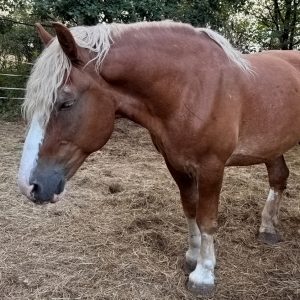 Tytan (1)