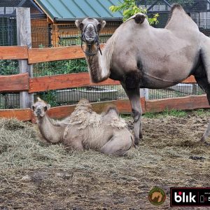 Wielblady Aida i Alex (1)