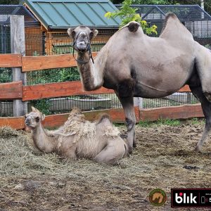 Wielblady Aida i Alex (2)