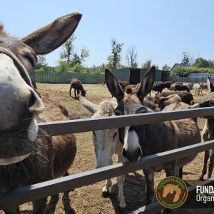 Zapraszamy do Benkowa (1)