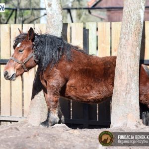 Zapraszamy do Benkowa (10)