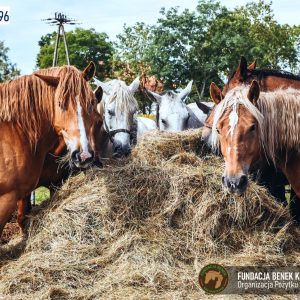 Zapraszamy do Benkowa (11)