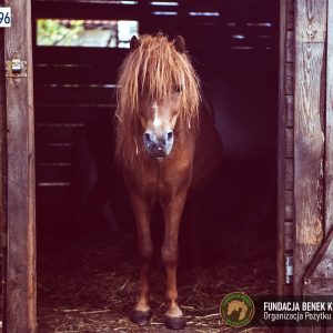 Zapraszamy do Benkowa (12)