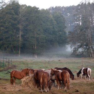 Zapraszamy do Benkowa (13)