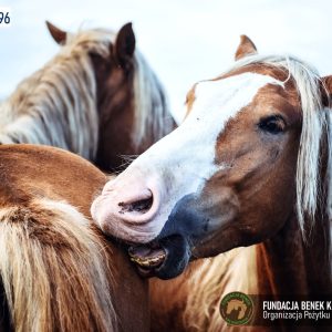 Zapraszamy do Benkowa (14)