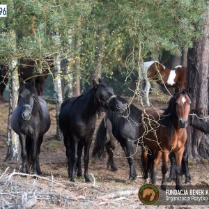 Zapraszamy do Benkowa (15)