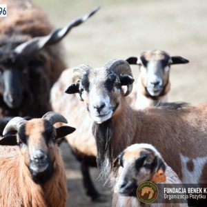 Zapraszamy do Benkowa (16)