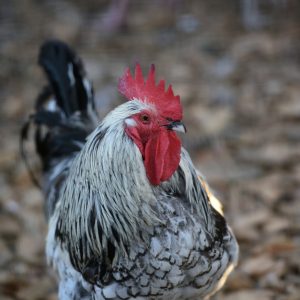 Zapraszamy do Benkowa (18)