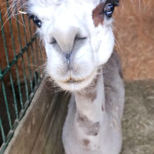 Zapraszamy do Benkowa (19)