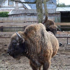 Zapraszamy do Benkowa (2)