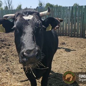 Zapraszamy do Benkowa (20)