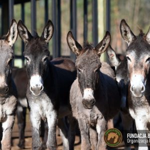 Zapraszamy do Benkowa (4)