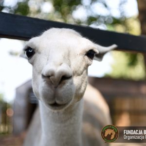 Zapraszamy do Benkowa (6)