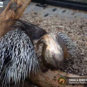 Zapraszamy do Benkowa (7)