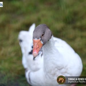 Zapraszamy do Benkowa (8)