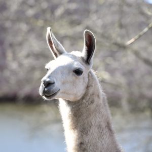 Zapraszamy do Benkowa (9)