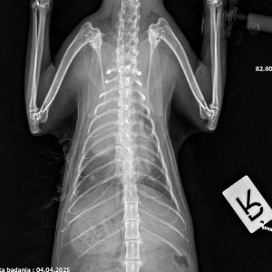 Zrzut ekranu 2025-04-29 052442