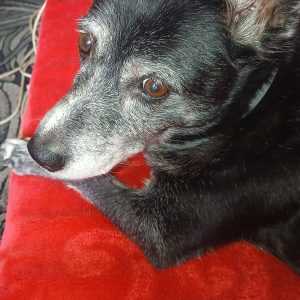 Zwierzaki Pani Agnieszki (1)