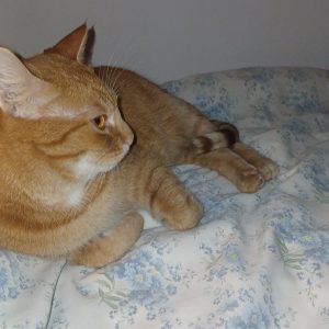 Zwierzaki Pani Agnieszki (4)