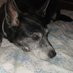 Zwierzaki Pani Agnieszki (5)