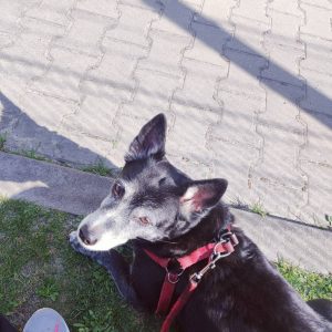 Zwierzata Pani Agnieszki (1)